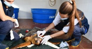 Rescatan una tortuga gravemente herida por una hélice