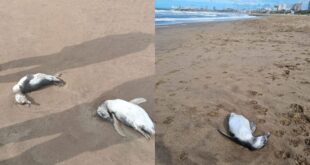 Aparecieron decenas de pingüinos muertos en diferentes playas