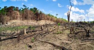 Día Internacional de la Madre Tierra: en los últimos 25 años, la Argentina deforestó el equivalente a una provincia entera
