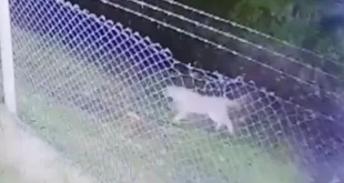 Tensión: un puma anda suelto por Santa Clara del Mar y montan un operativo para encontrarlo