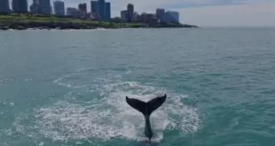 Video: el extraño aleteo de una ballena jorobada frente a la costa de Mar del Plata