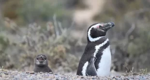 Masacre de pingüinos en Chubut: definen una condena que podría tener impacto internacional