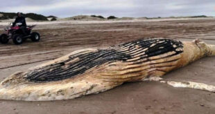 Una ballena jorobada y cinco tortugas marinas aparecieron muertas en la costa bonaerense