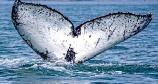 El misterio de las ballenas jorobadas: un rastreo satelital reveló una nueva ruta de estos cetáceos en el mar argentino