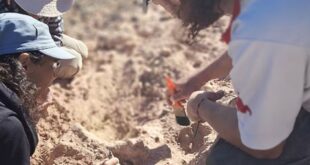 Científicos del Conicet encontraron restos fósiles de un cocodrilo prehistórico en la Patagonia