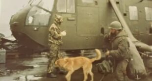 La historia de Mortero, el perro que viajó a Malvinas y fue prisionero de guerra