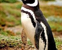 Los Viajeros del Atlántico: El Pingüino de Magallanes en Pinamar