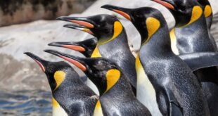 Mar del Plata : quiebra del Aquarium, Fauna Argentina pidió que liberen a los lobos marinos y pingüinos