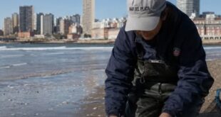 Sugieren no recolectar y consumir moluscos que aparecen en la playa