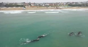 Mar del Plata se prepara para una nueva temporada de ballenas: piden extremar cuidados