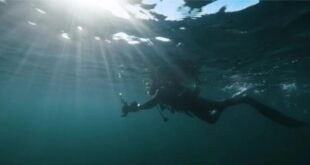 Ballenas, tiburones y bosques submarinos: Mar del Plata celebra el Día Mundial de los Océanos en la pantalla grande