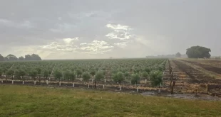 Se viene la primera producción de aceite de oliva oriunda de la zona